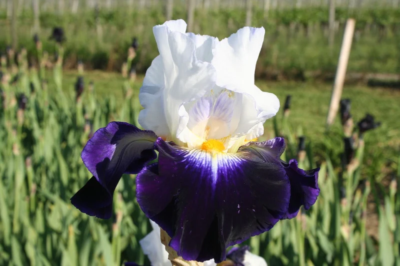 Iris Barbata-Elatior 'Noctambule' (Hohe Bartschwertlilie)