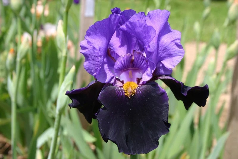 Iris Barbata-Elatior 'Mystérieux' (Hohe Bartschwertlilie)