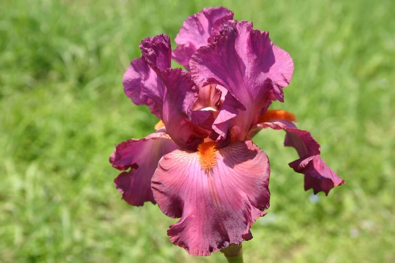 Iris Barbata-Elatior 'Mulled Wine' (Hohe Bartschwertlilie)