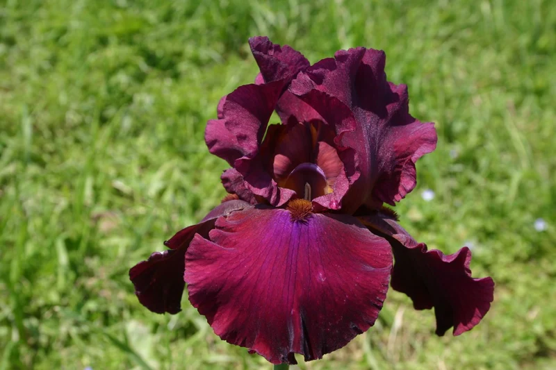 Iris Barbata-Elatior 'Merlot' (Hohe Bartschwertlilie)