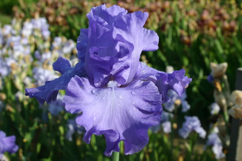 Iris Barbata-Elatior 'Mer du Sud' (Hohe Bartschwertlilie)