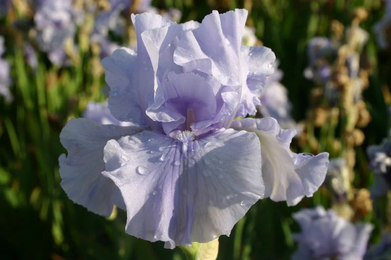 Iris Barbata-Elatior 'Maui Surf' (Hohe Bartschwertlilie)