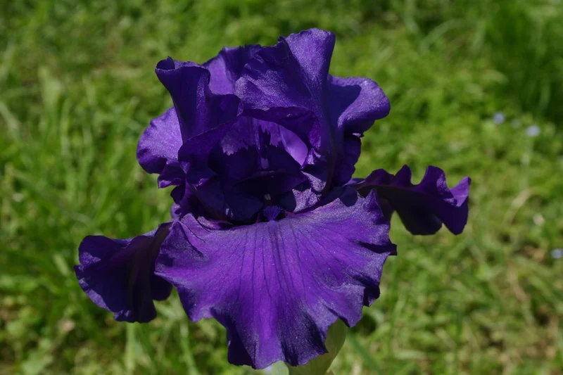 Iris Barbata-Elatior 'Maui Magic' (Hohe Bartschwertlilie)