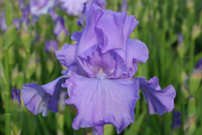 Iris Barbata-Elatior 'Mary Frances' (Hohe Bartschwertlilie)