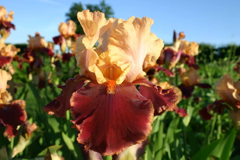 Iris Barbata-Elatior 'Marie Jose Nat' (Hohe Bartschwertlilie)
