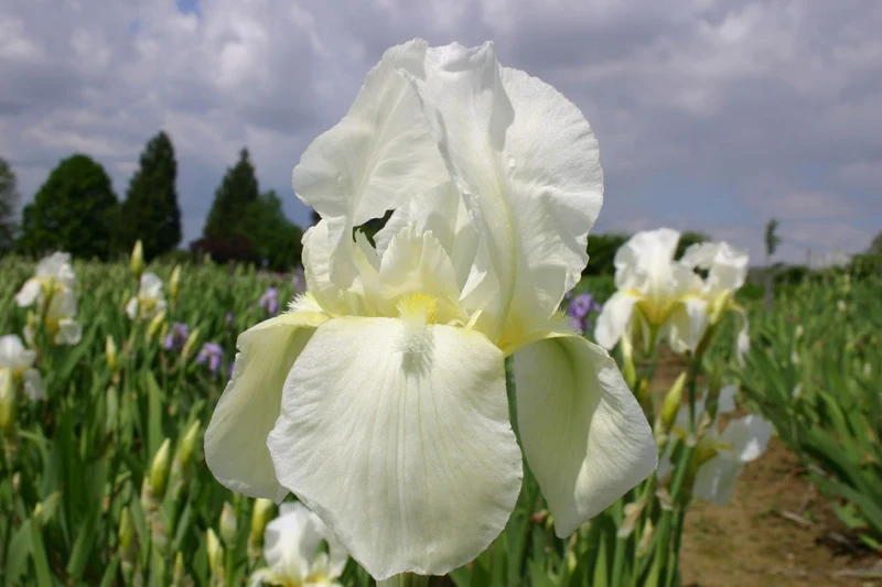Iris Barbata-Elatior 'Lugano' (Hohe Garten-Schwertlilie)