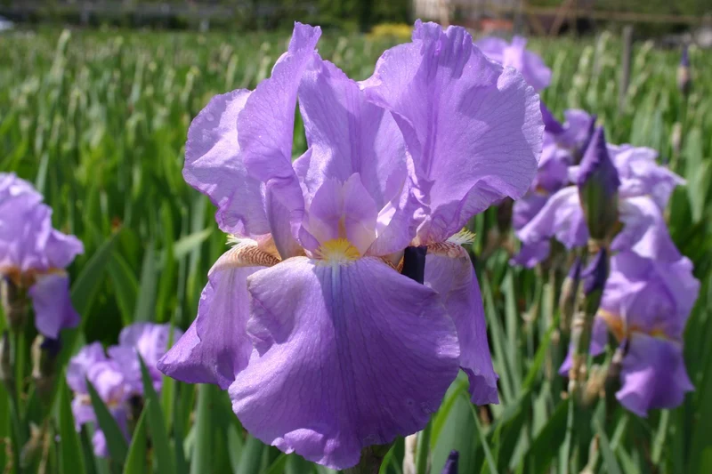 Iris Barbata-Elatior 'Lovely Again' (Hohe Garten-Schwertlilie)