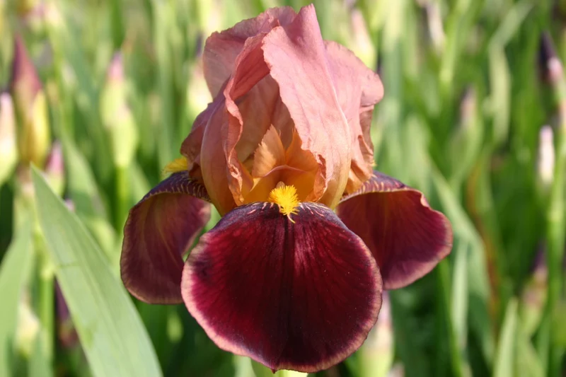Iris Barbata-Elatior 'Louvois' (Hohe Garten-Schwertlilie)