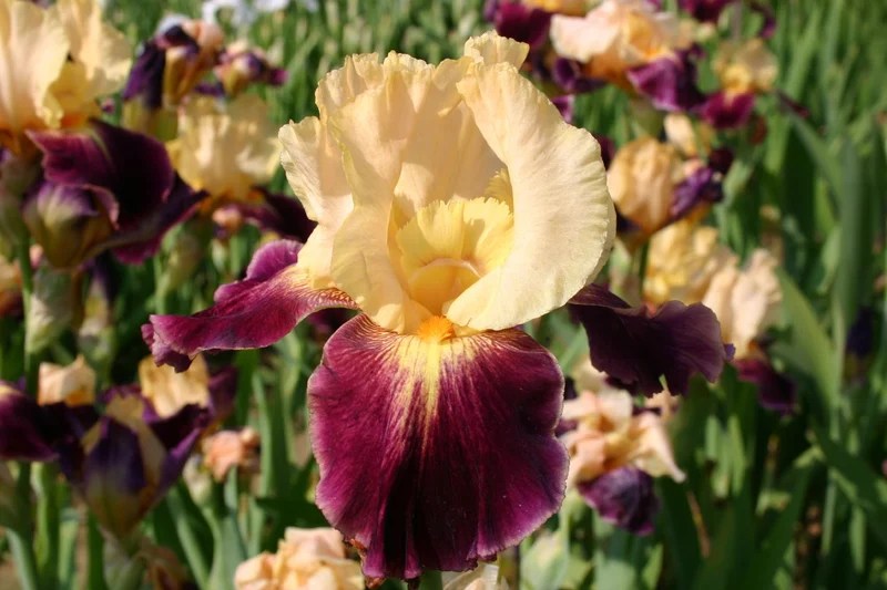 Iris Barbata-Elatior 'Let's Boogie' (Hohe Bartschwertlilie)