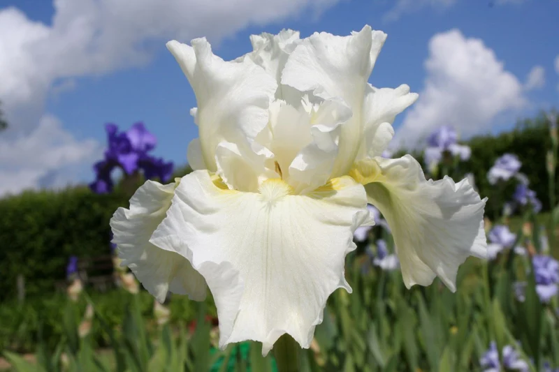 Iris Barbata-Elatior 'Leda's Lover' (Hohe Bartschwertlilie)