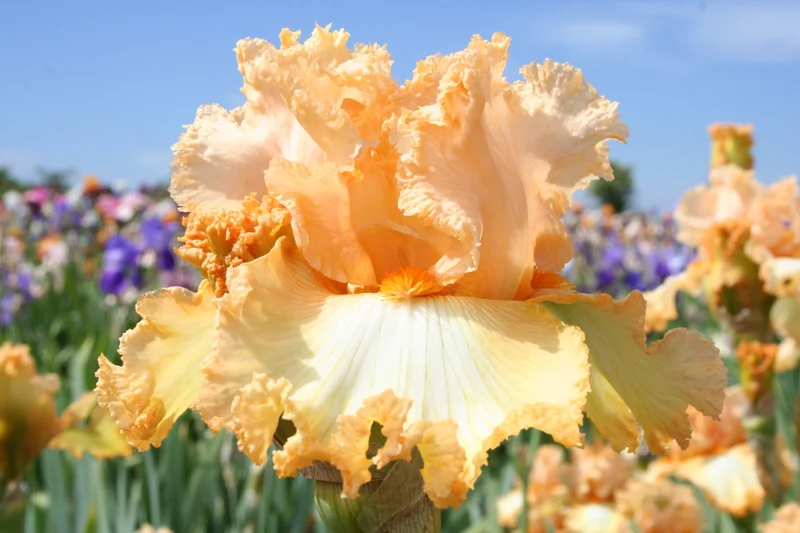 Iris Barbata-Elatior 'Lace Legacy' (Hohe Bartschwertlilie)