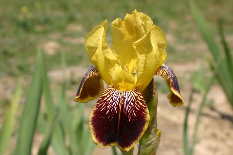 Iris Barbata-Elatior 'Kupferhammer' (Hohe Garten-Schwertlilie)