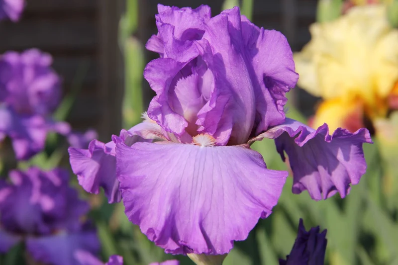Iris Barbata-Elatior 'It's a Pleasure' (Hohe Bartschwertlilie)