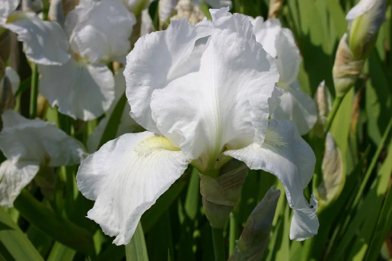 Iris Barbata-Elatior 'Immortality' (Hohe Bartschwertlilie)
