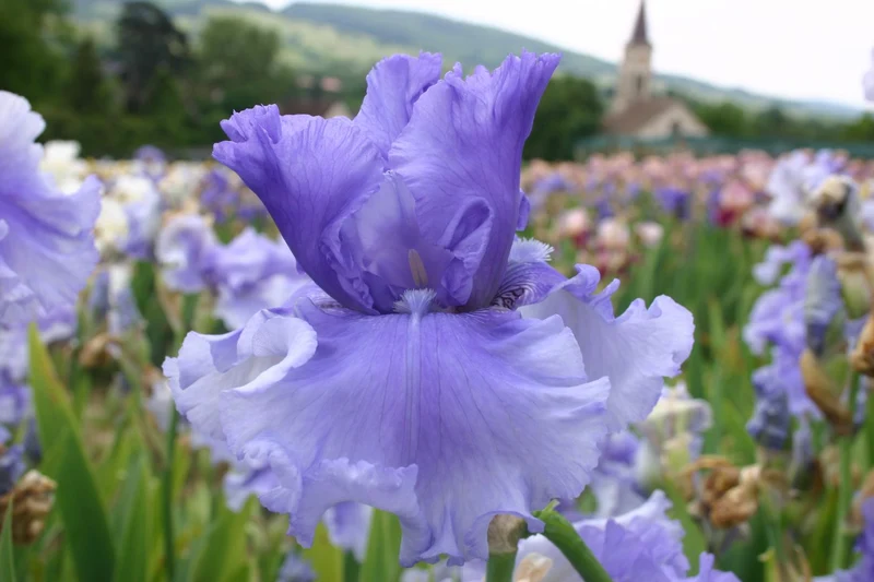 Iris Barbata-Elatior 'Honky Tonk Blues' (Hohe Bartschwertlilie)