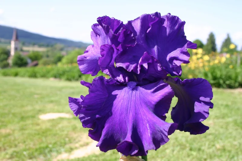 Iris Barbata-Elatior 'High Stakes' (Hohe Bartschwertlilie)