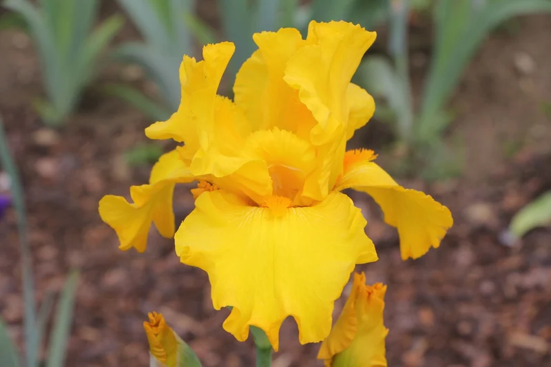 Iris Barbata-Elatior 'Here Comes The Sun' (Hohe Bartschwertlilie)