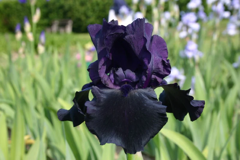 Iris Barbata-Elatior 'Hello Darkness' (Hohe Bartschwertlilie)