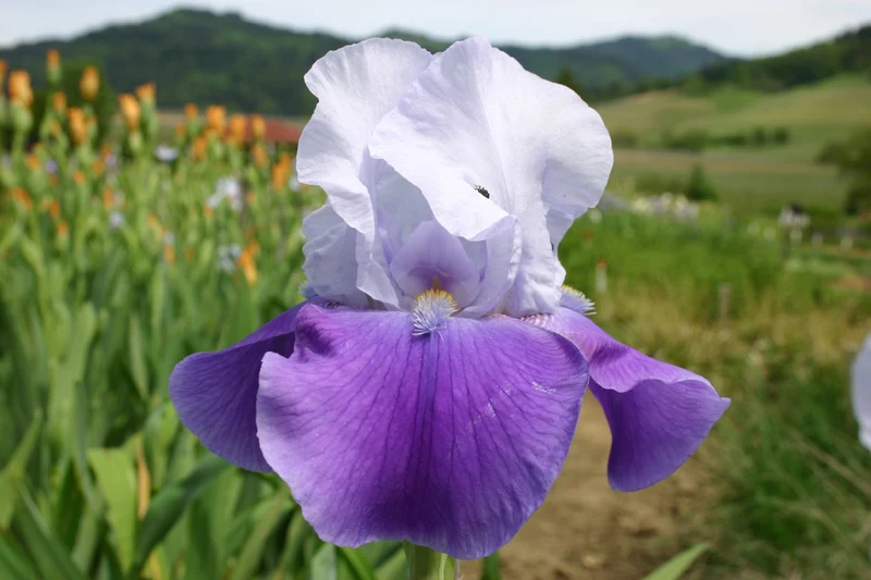 Iris Barbata-Elatior 'Helen von Zeppelin' (Hohe Bartschwertlilie)