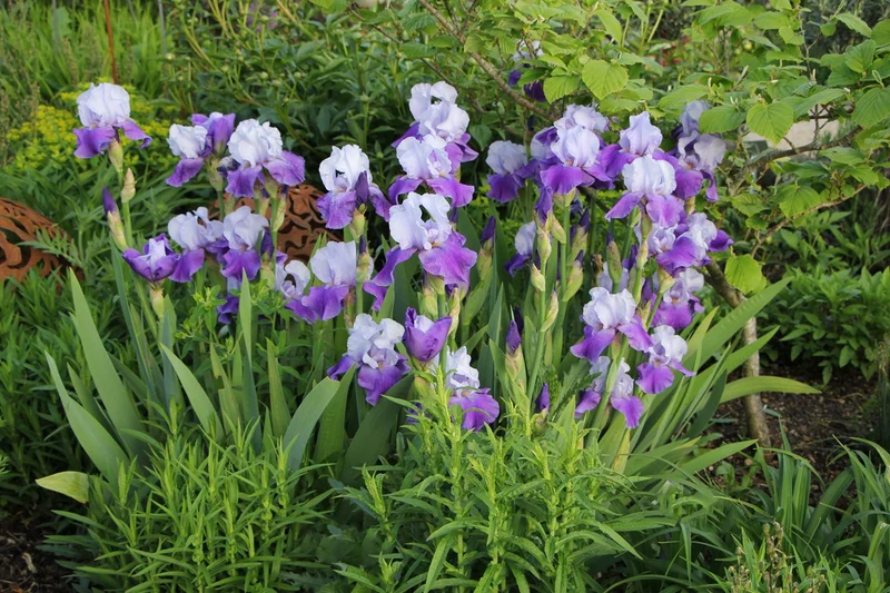 Iris Barbata-Elatior 'Helen von Zeppelin' (Hohe Bartschwertlilie)