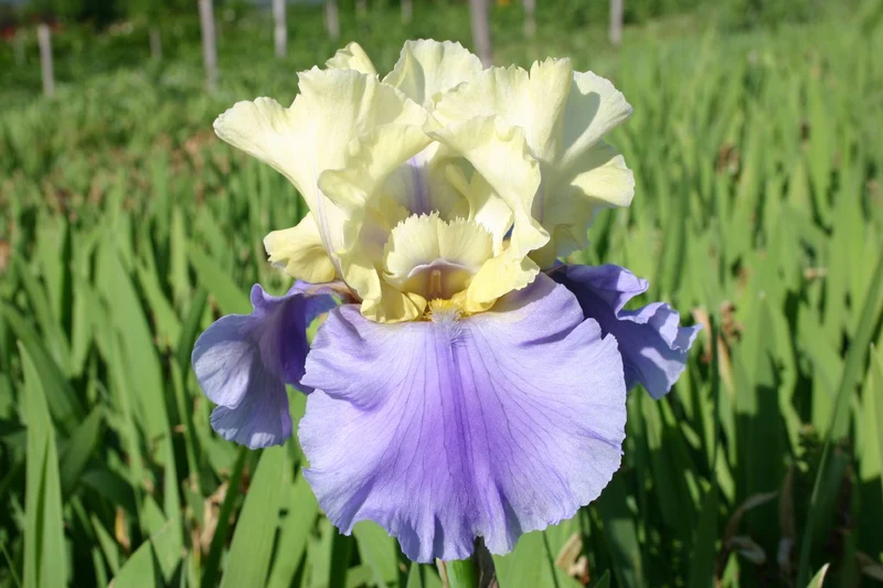 Iris Barbata-Elatior 'Haut les Voiles' (Hohe Bartschwertlilie)