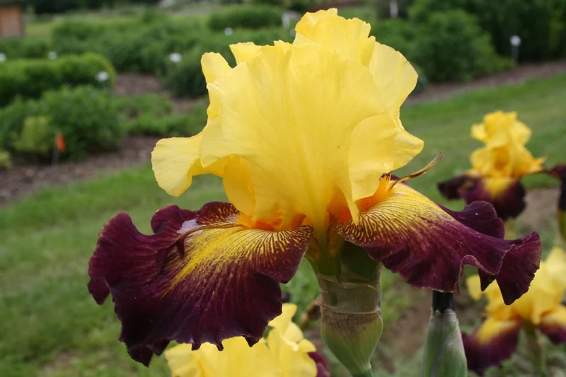 Iris Barbata-Elatior 'Grenade' (Hohe Bartschwertlilie)