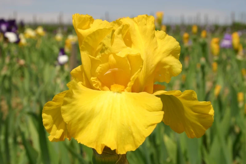 Iris Barbata-Elatior 'Gold Galore' (Hohe Garten-Schwertlilie)