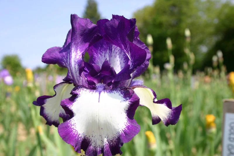 Iris Barbata-Elatior 'Going My Way' (Hohe Garten-Schwertlilie)