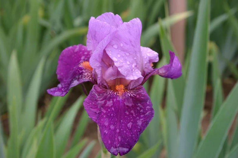 Iris Barbata-Elatior 'Frenchi' (Hohe Bartschwertlilie)