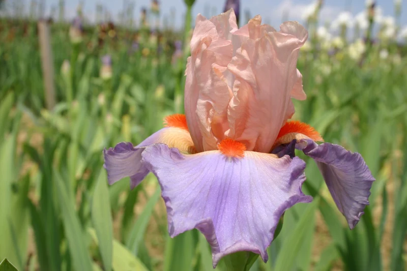 Iris Barbata-Elatior 'French Cancan' (Hohe Bartschwertlilie)