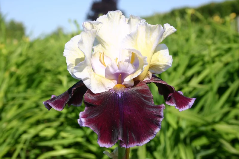 Iris Barbata-Elatior 'Finalist' (Hohe Bartschwertlilie)
