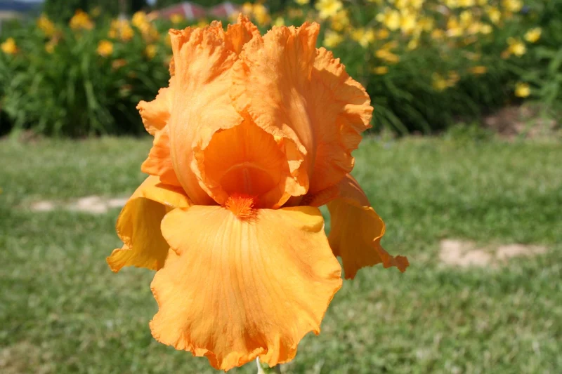 Iris Barbata-Elatior 'Feu du Ciel' (Hohe Bartschwertlilie)