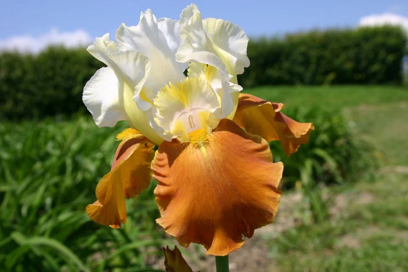 Iris Barbata-Elatior 'Fall Fiesta' (Hohe Bartschwertlilie)