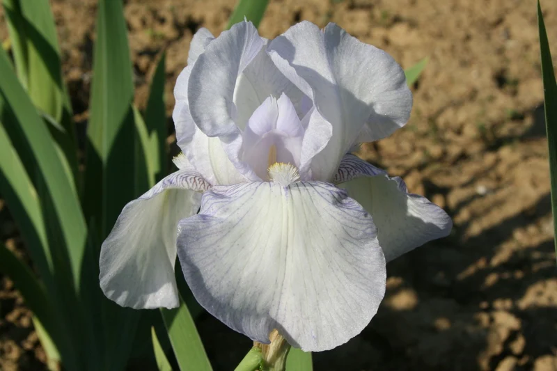 Iris Barbata-Elatior 'English Cottage' (Hohe Bartschwertlilie)