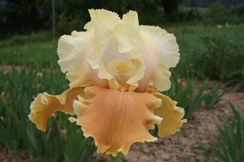 Iris Barbata-Elatior 'English Charm' (Hohe Bartschwertlilie)