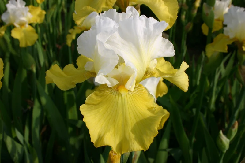 Iris Barbata-Elatior 'Echo de France' (Hohe Garten-Schwertlilie)