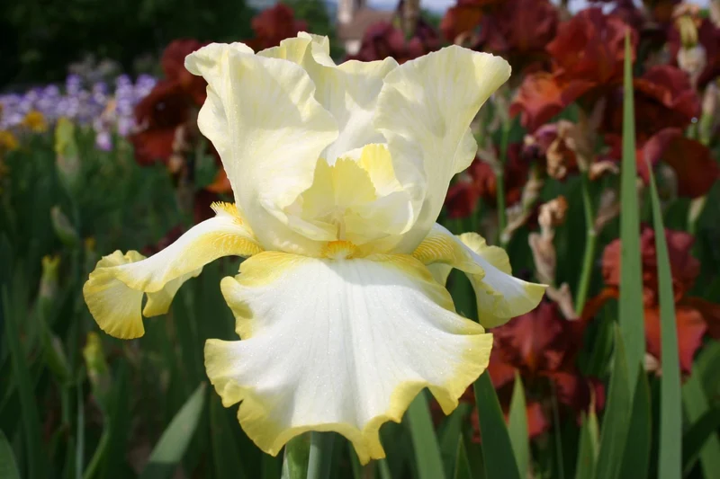 Iris Barbata-Elatior 'Eastertime' (Hohe Bartschwertlilie)