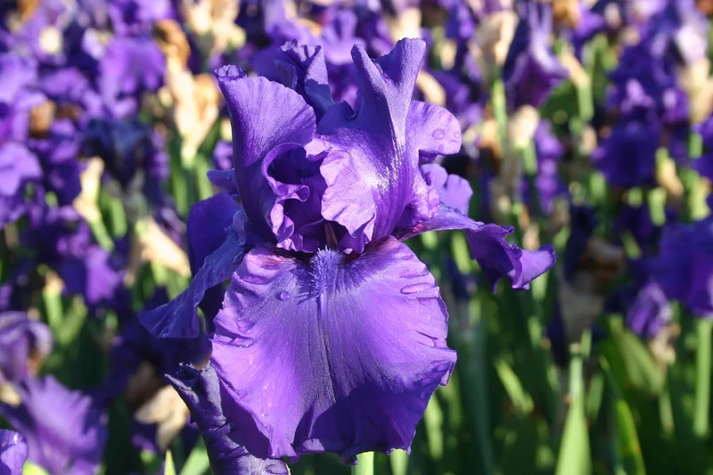 Iris Barbata-Elatior 'Dusky Challenger' (Hohe Bartschwertlilie)