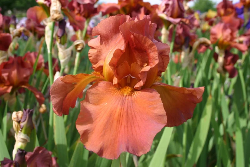 Iris Barbata-Elatior 'Dutch Chocolate' (Hohe Bartschwertlilie)