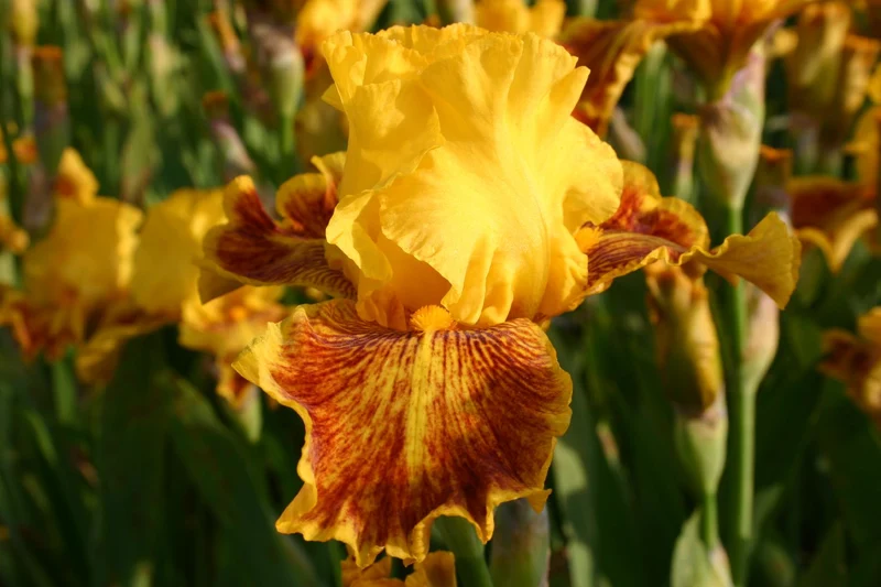 Iris Barbata-Elatior 'Dazzling Gold' (Hohe Bartschwertlilie)