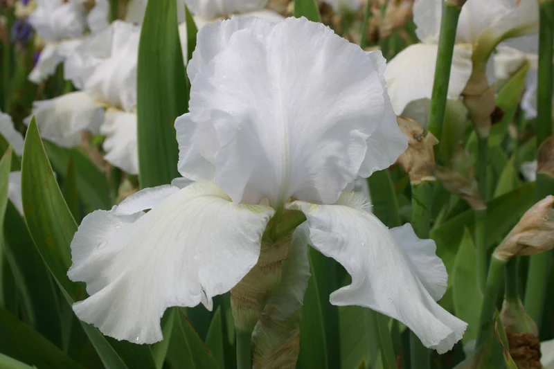 Iris Barbata-Elatior 'Cup Race' (Hohe Garten-Schwertlilie)