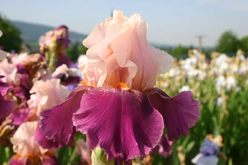 Iris Barbata-Elatior 'Color Splash' (Hohe Bartschwertlilie)