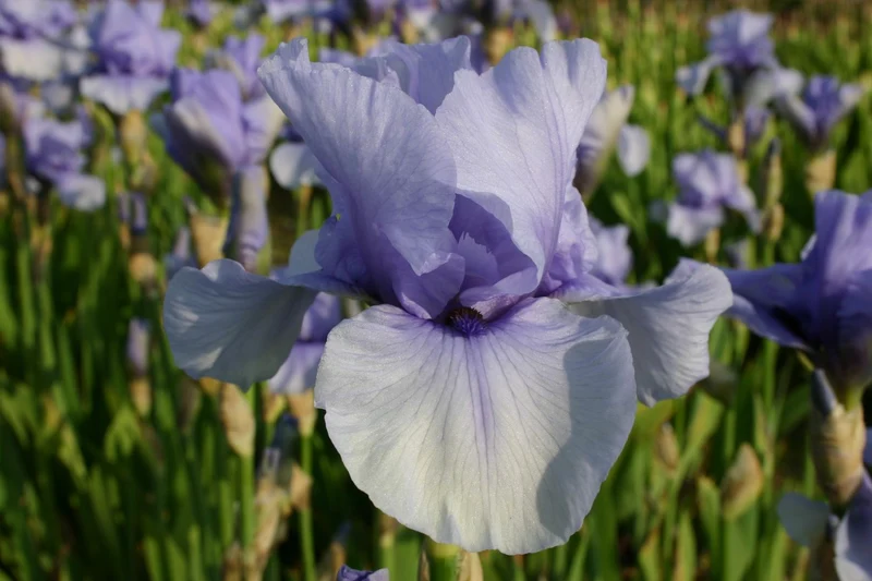 Iris Barbata-Elatior 'Codicil' (Hohe Bartschwertlilie)