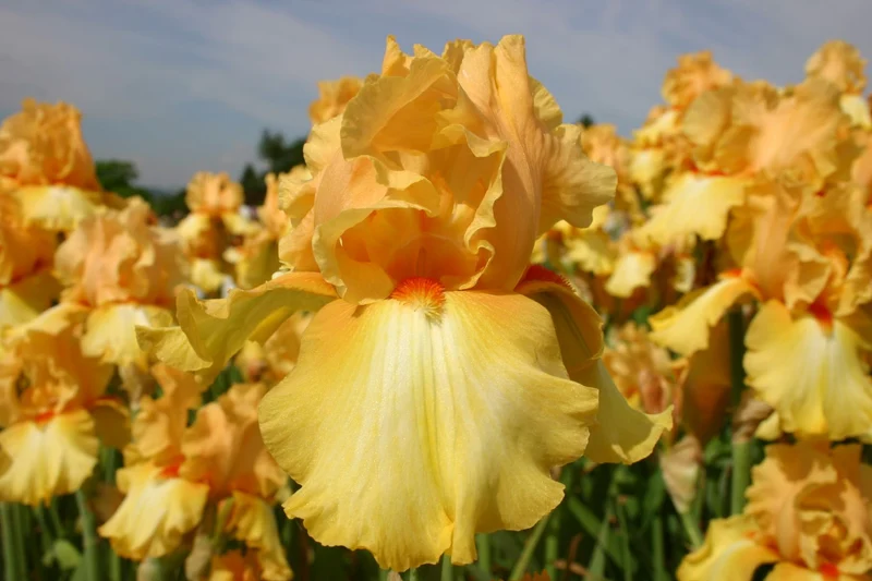 Iris Barbata-Elatior 'Cityscape' (Hohe Bartschwertlilie)