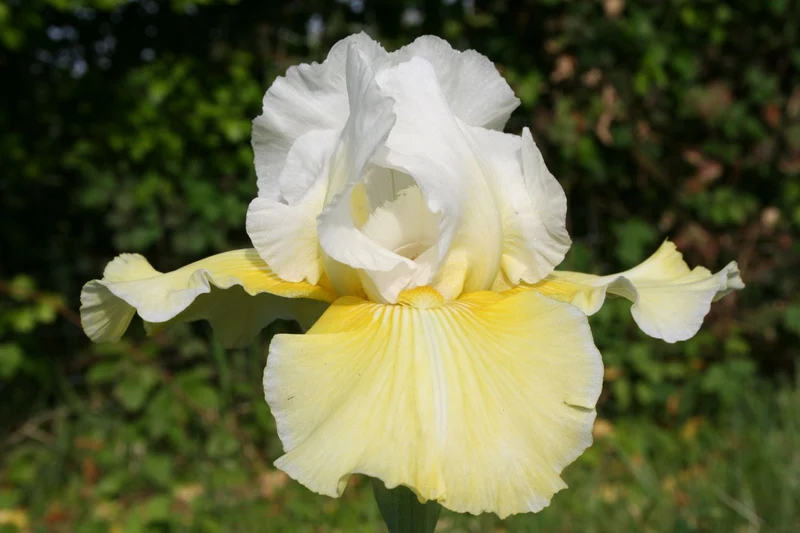 Iris Barbata-Elatior 'Citronnade' (Hohe Bartschwertlilie)