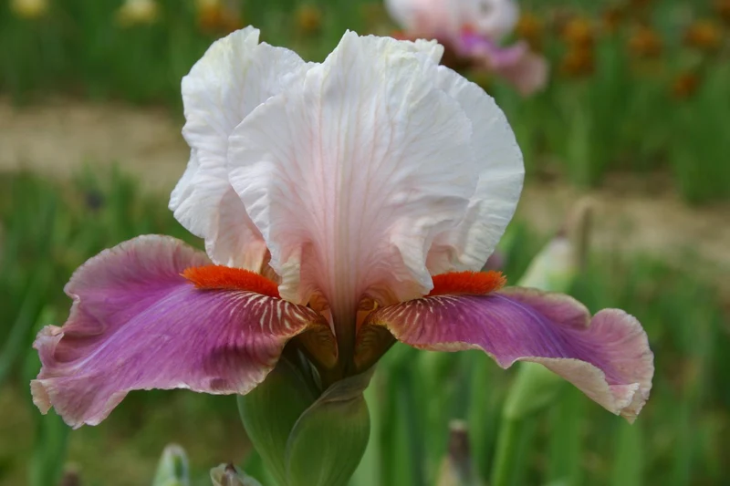 Iris Barbata-Elatior 'Chinese Treasure' (Hohe Bartschwertlilie)