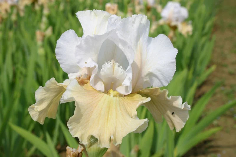Iris Barbata-Elatior 'Champagne Elegance' (Hohe Bartschwertlilie)