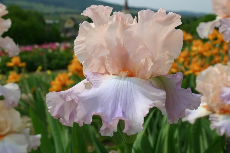 Iris Barbata-Elatior 'Celebration Song' (Hohe Bartschwertlilie)