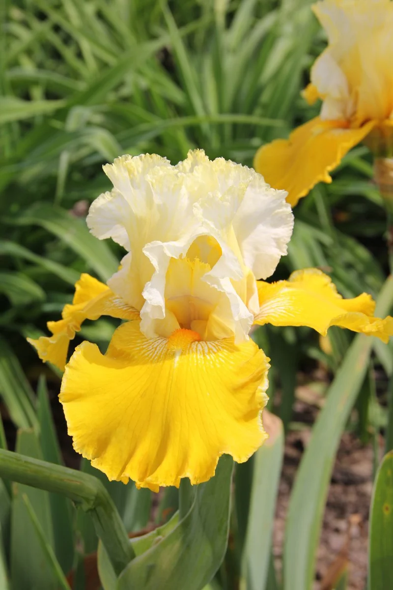 Iris Barbata-Elatior 'Cathedrale de Chichester' (Hohe Bartschwertlilie)