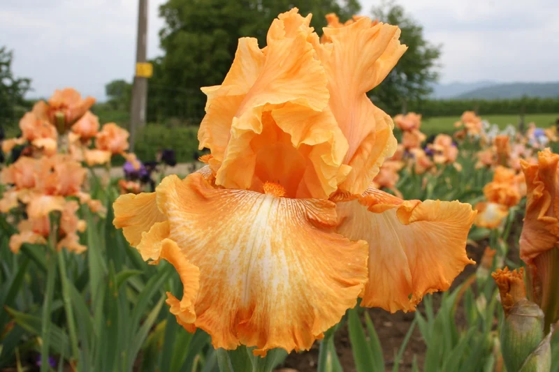 Iris Barbata-Elatior 'Cajun Rythm' (Hohe Bartschwertlilie)